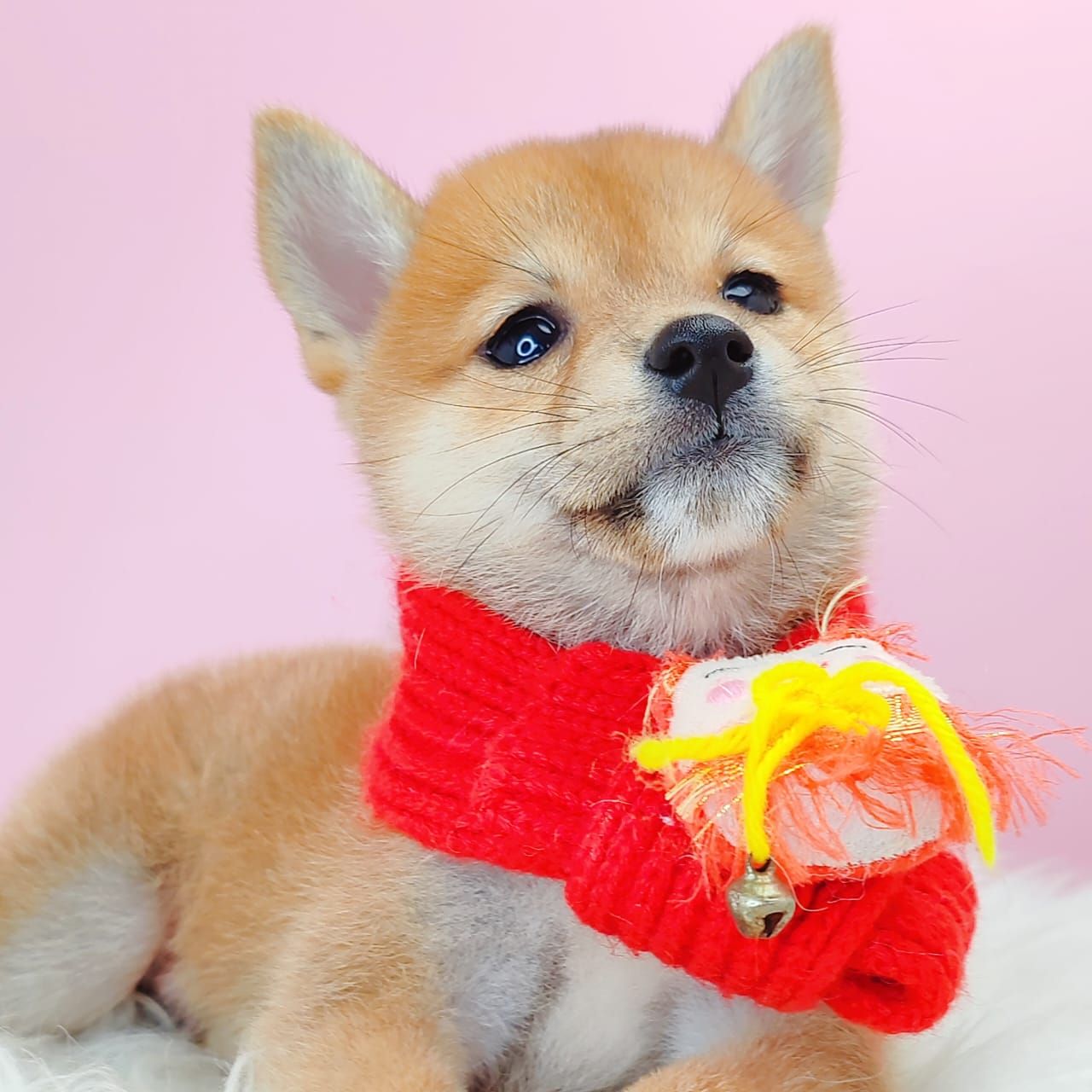 Shiba Inu 柴犬