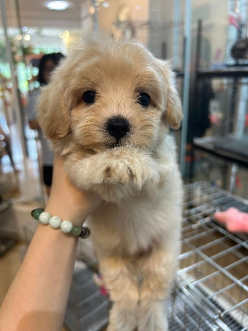 Maltipoo 马尔泰迪