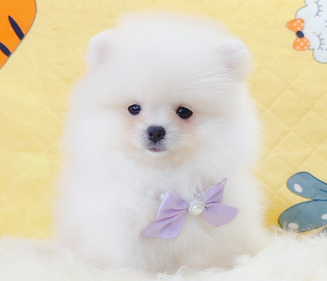 Pomeranian 博美