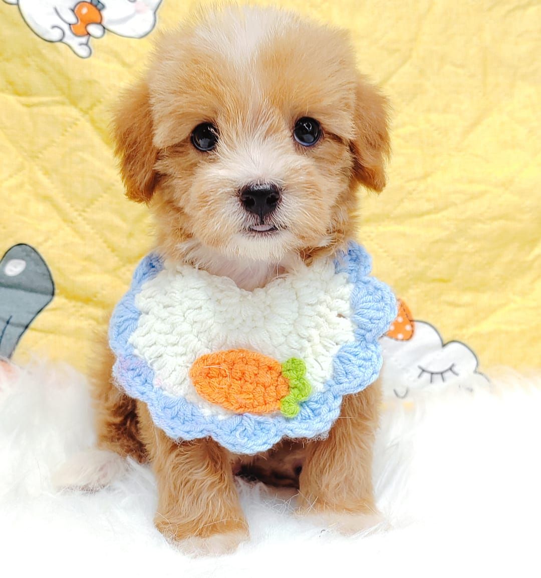 Maltipoo 马尔泰迪