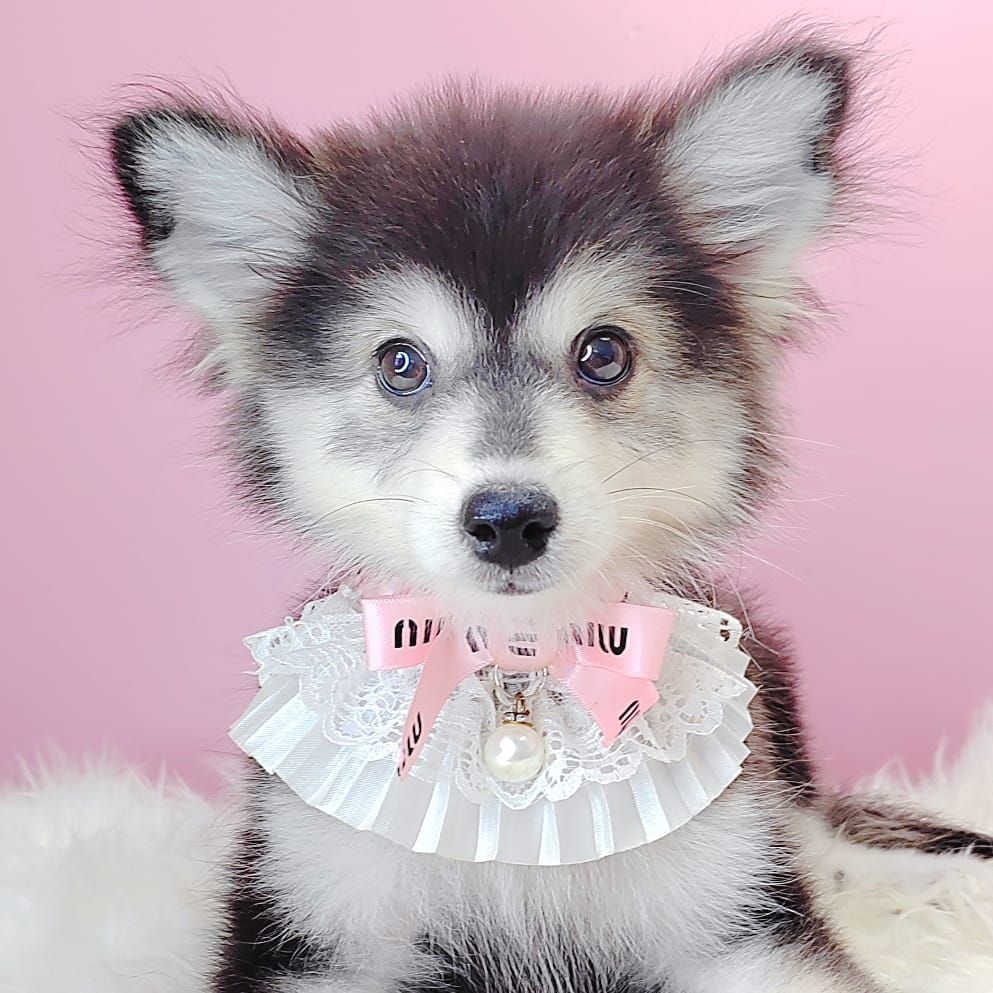Pomsky 博士奇