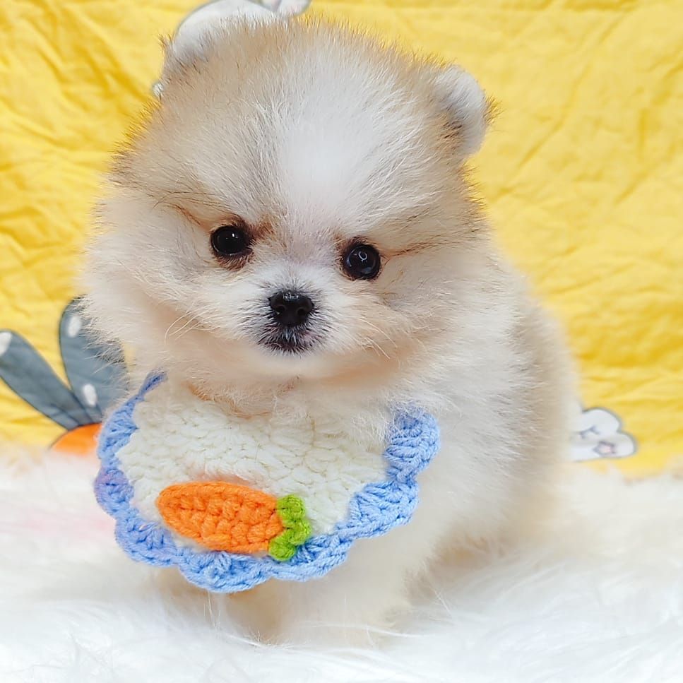 Pomeranian 博美