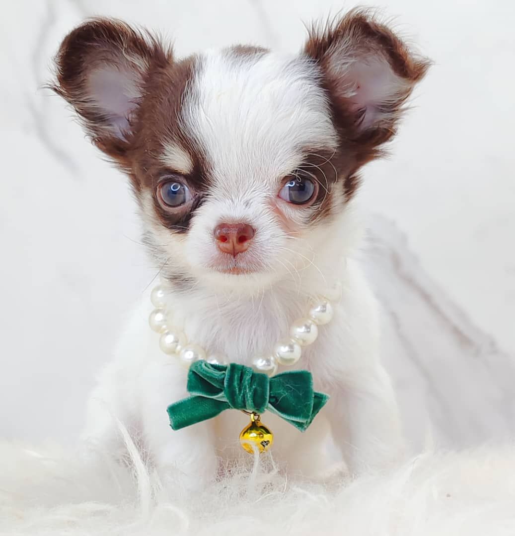 Chihuahua 吉娃娃