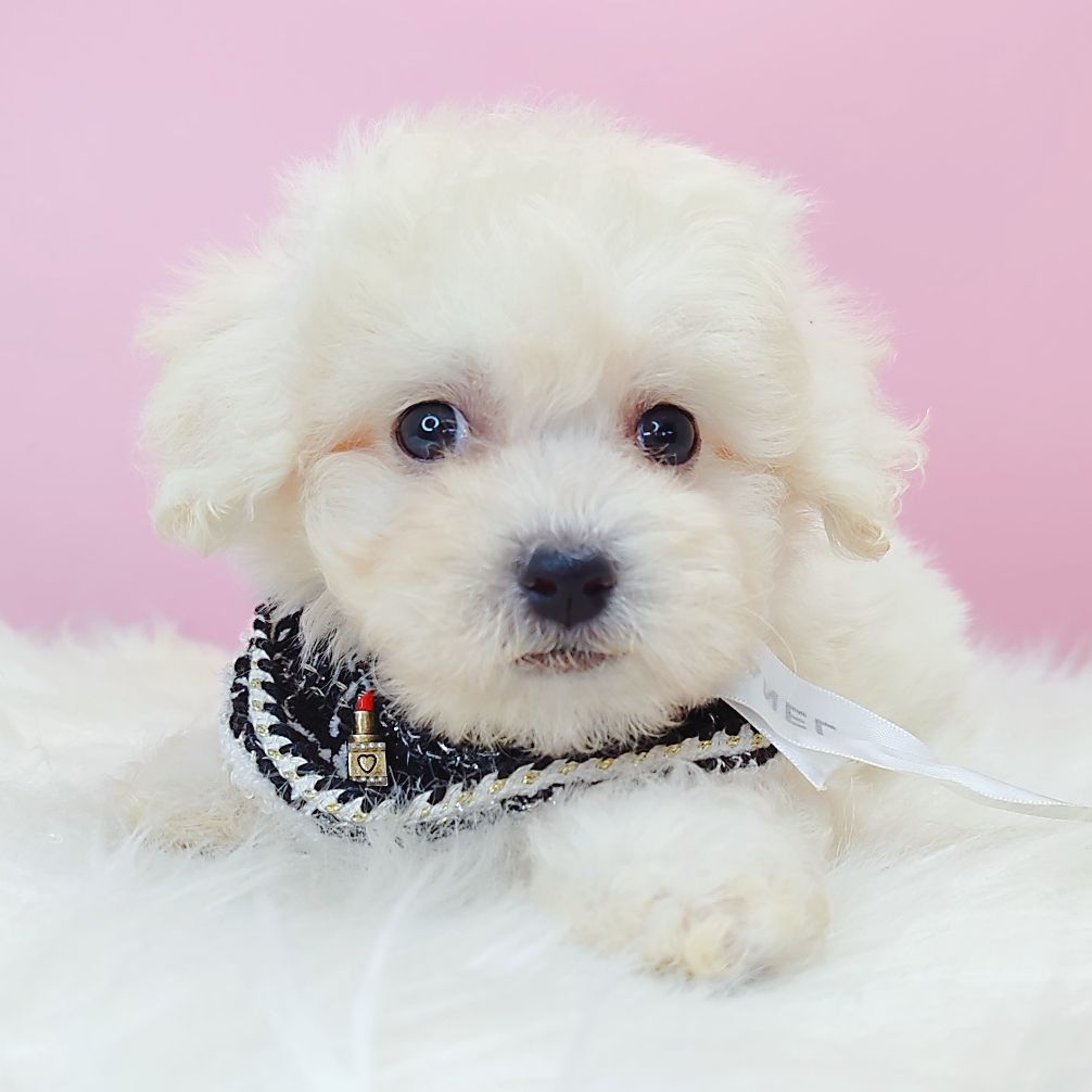 Poodle 娉拌开璐靛