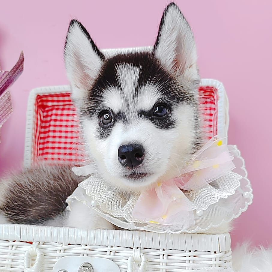Alaskan Husky 阿拉斯加哈士奇