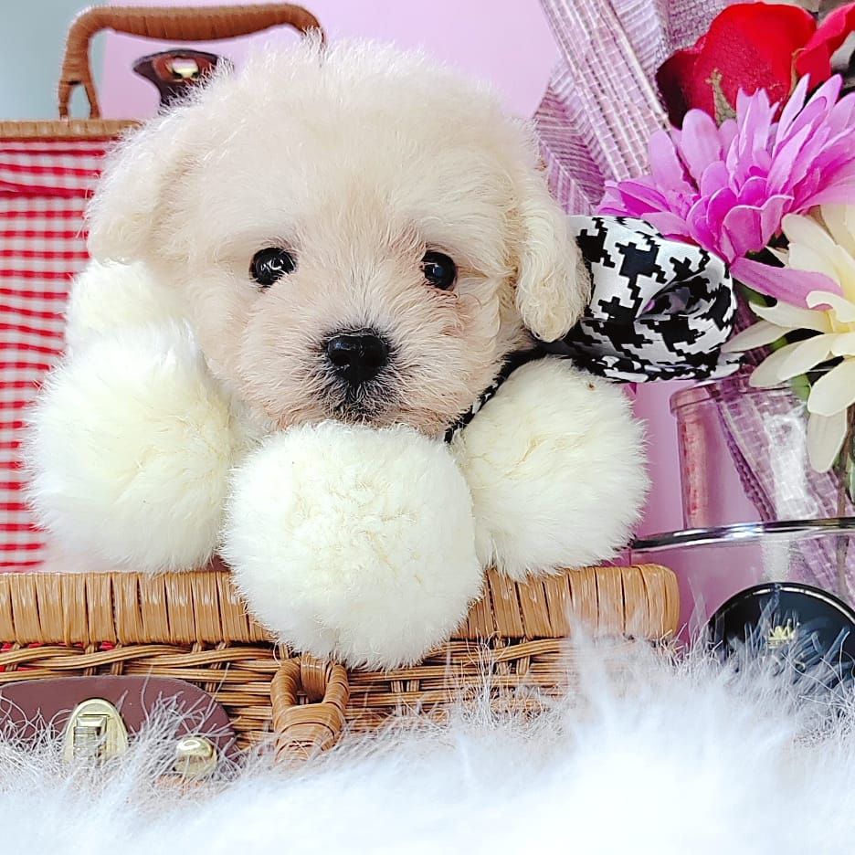 Poodle 娉拌开璐靛