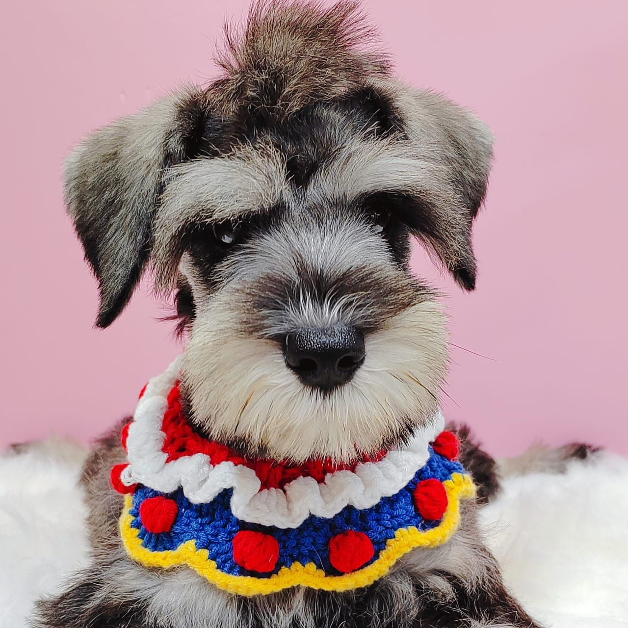 Schnauzer 雪纳瑞