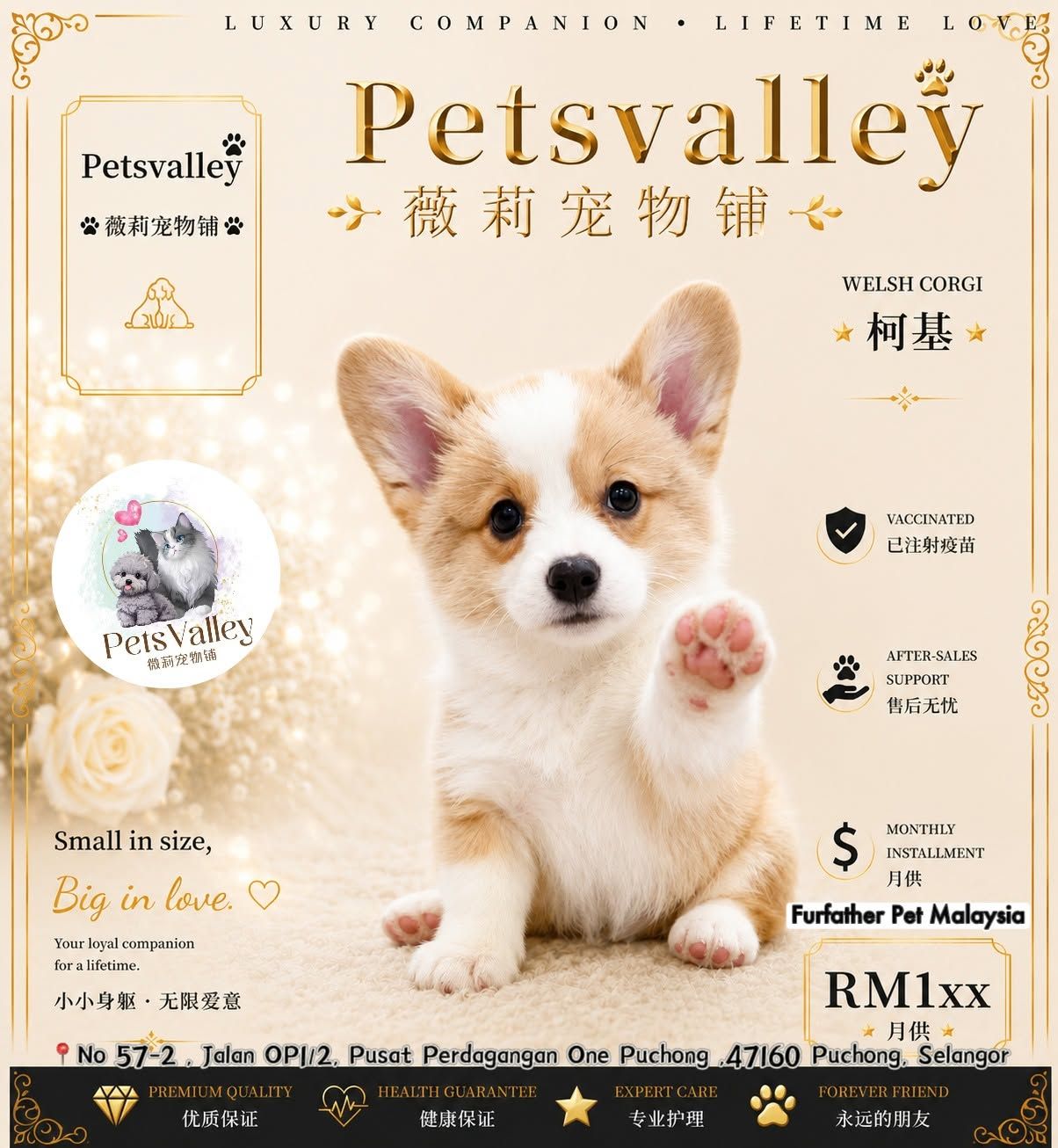 Corgi 柯基