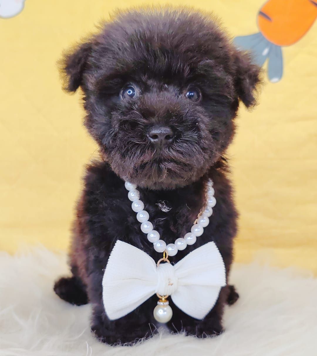 Poodle 娉拌开璐靛