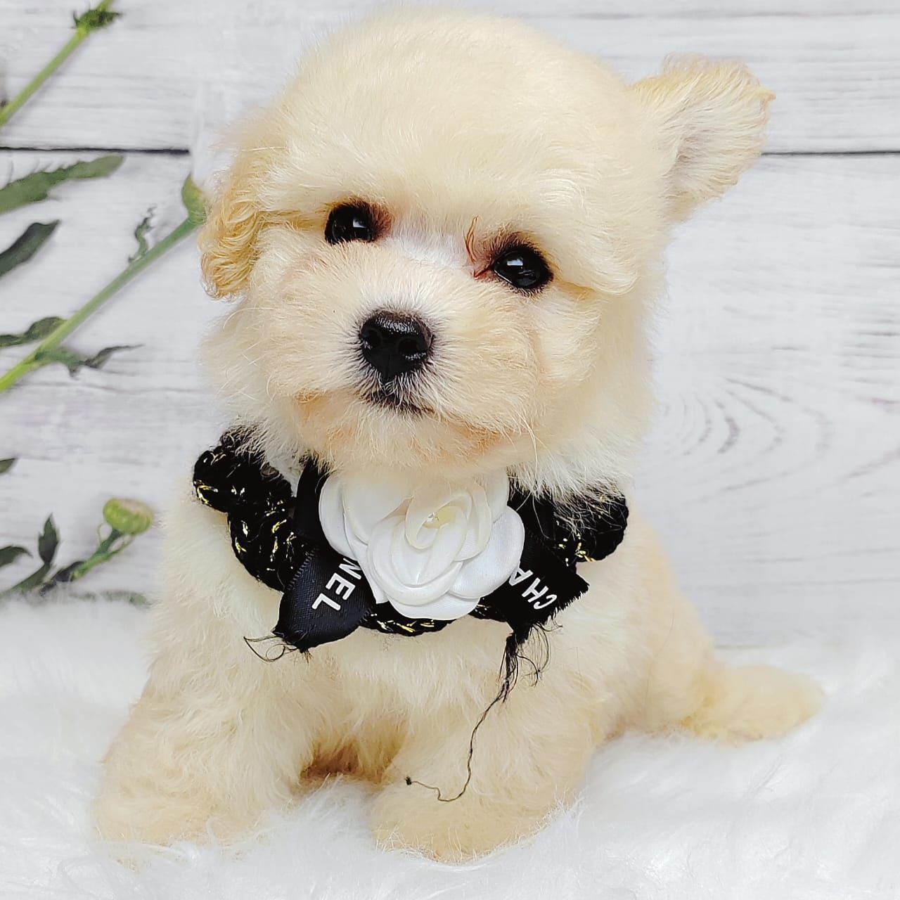 Poodle 娉拌开璐靛