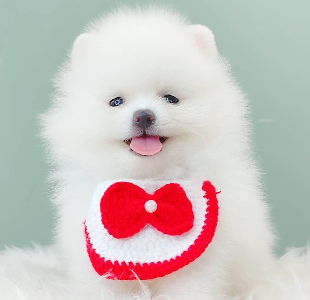 Pomeranian 博美