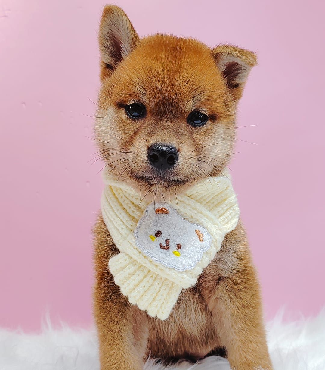 Shiba Inu 柴犬