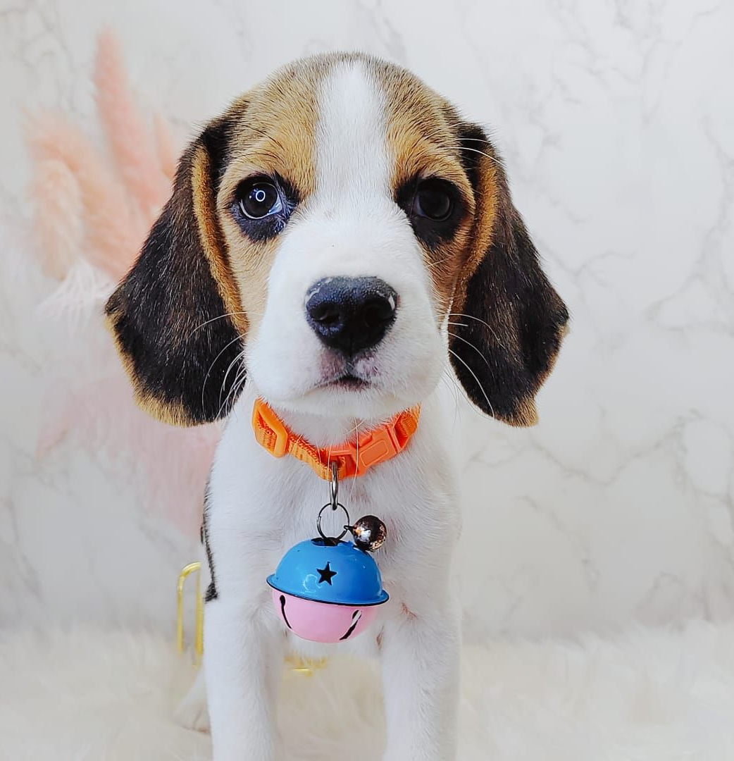 Beagle 米格鲁