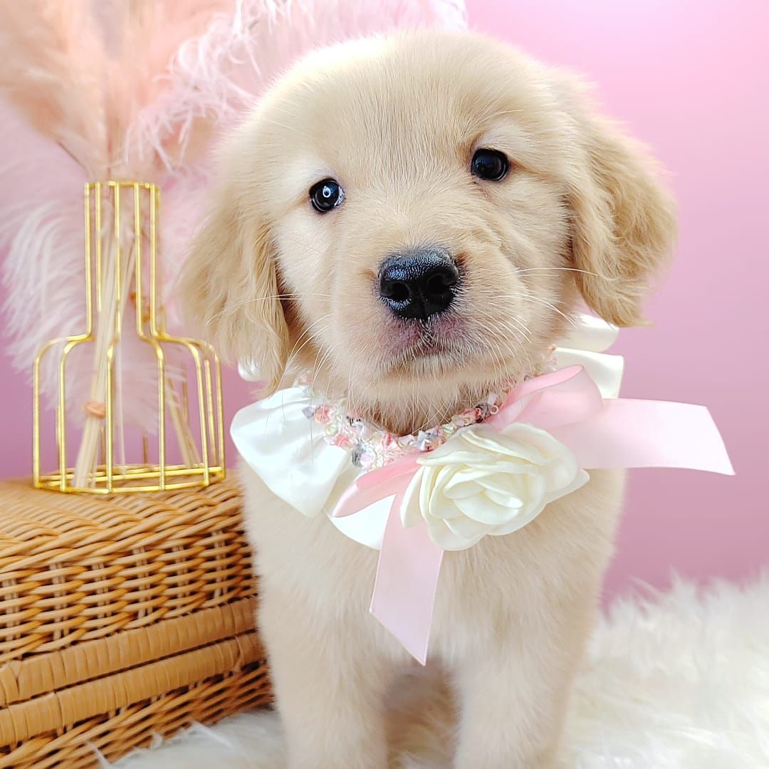 Golden Retriever 黄金猎犬