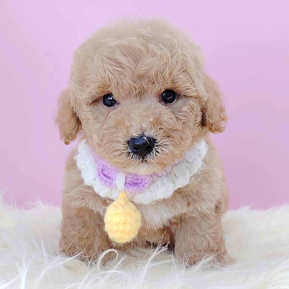 Poodle 娉拌开璐靛