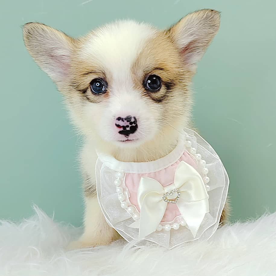 Corgi 柯基