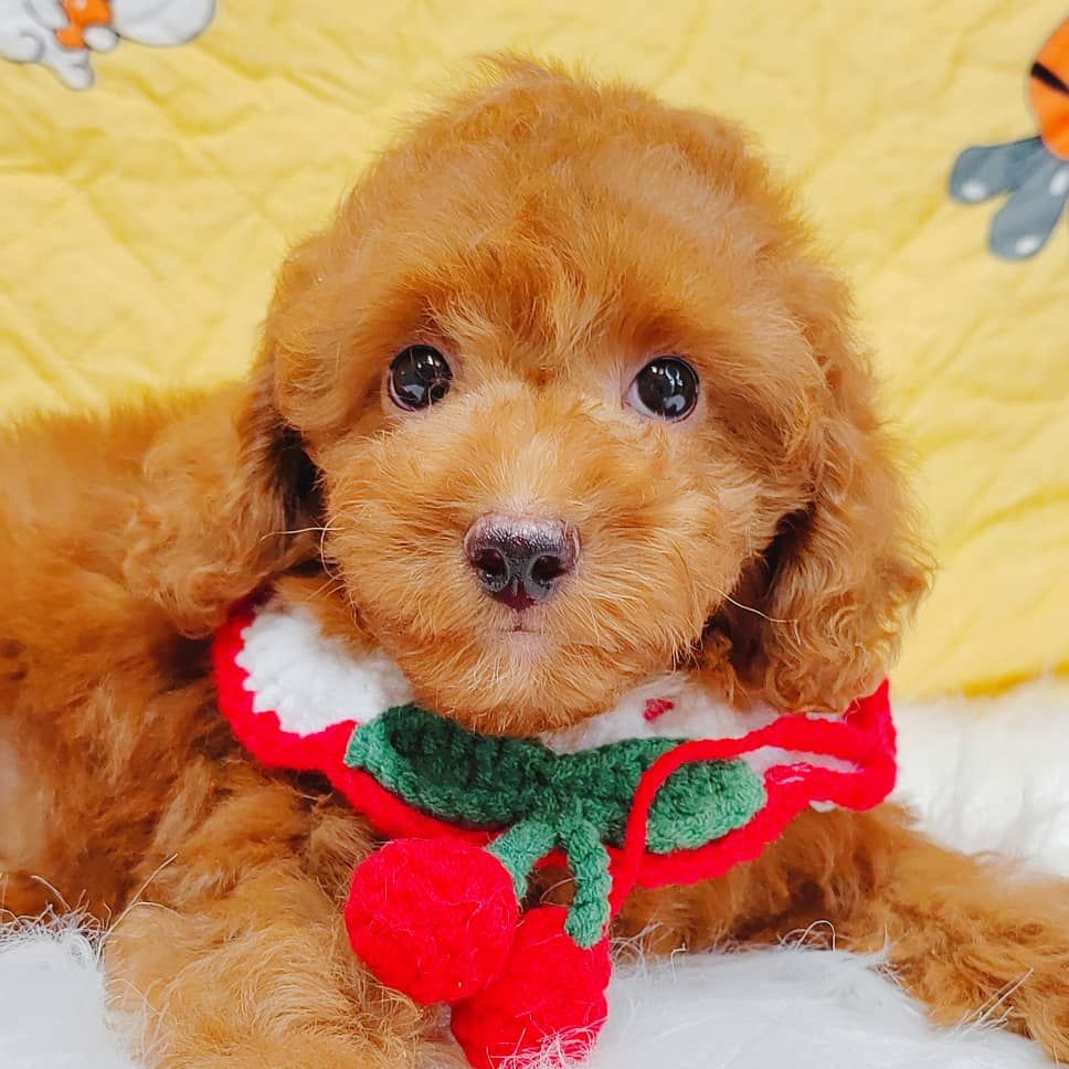 Poodle 娉拌开璐靛