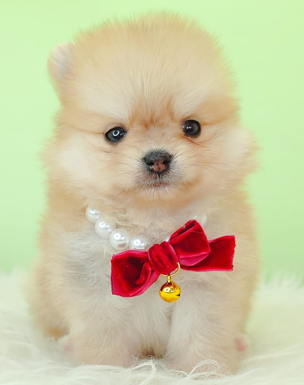 Pomeranian 博美