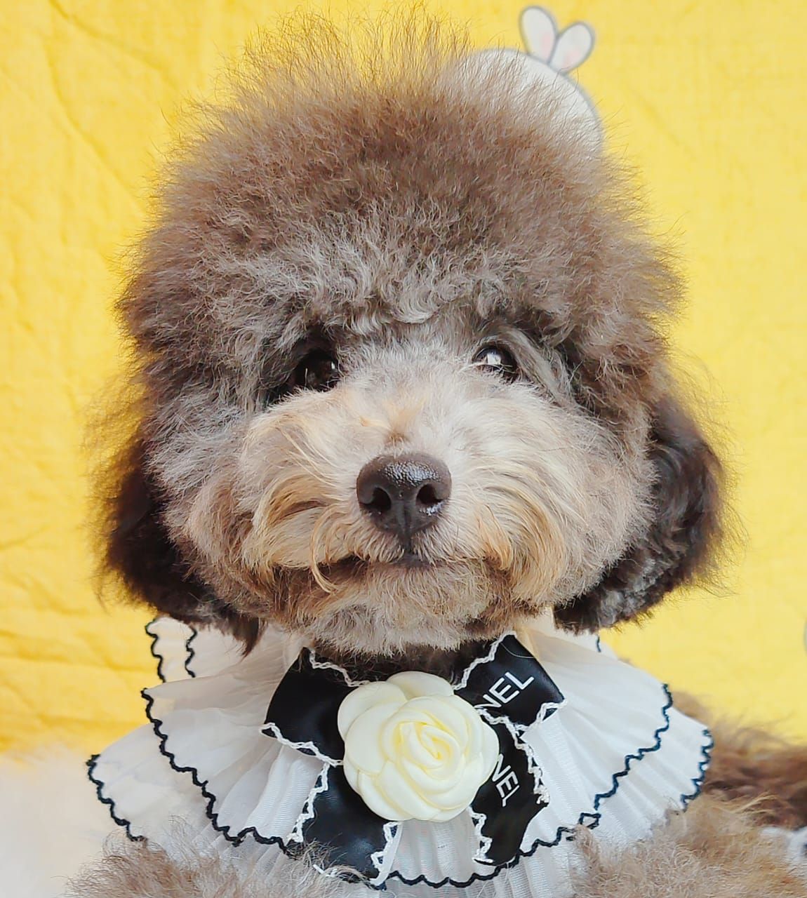 Poodle 娉拌开璐靛