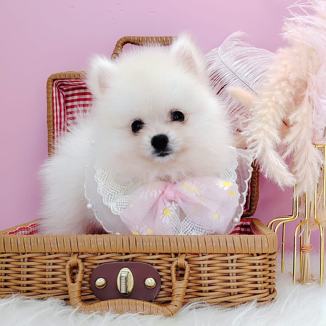 Pomeranian 博美