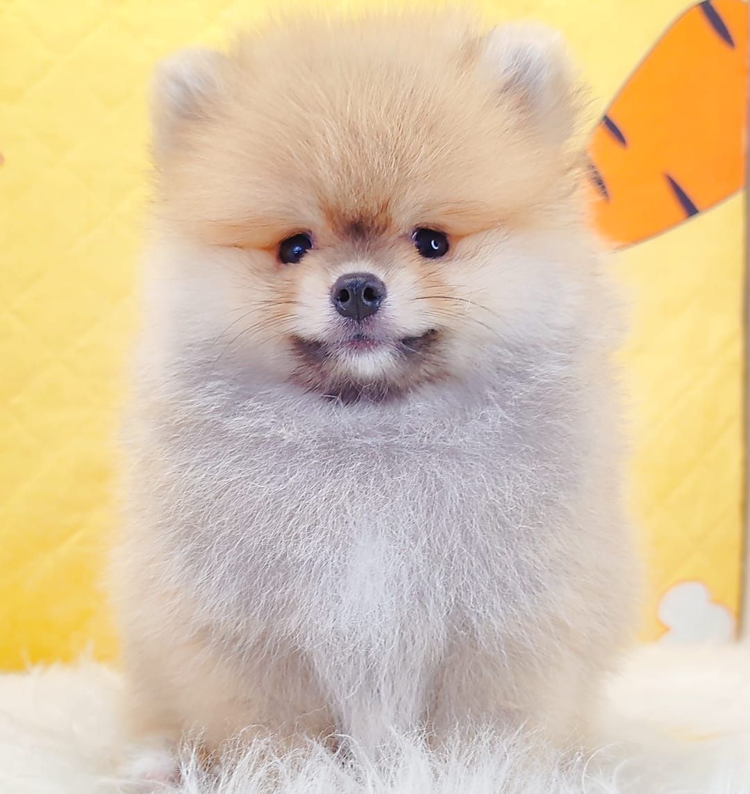 Pomeranian 博美