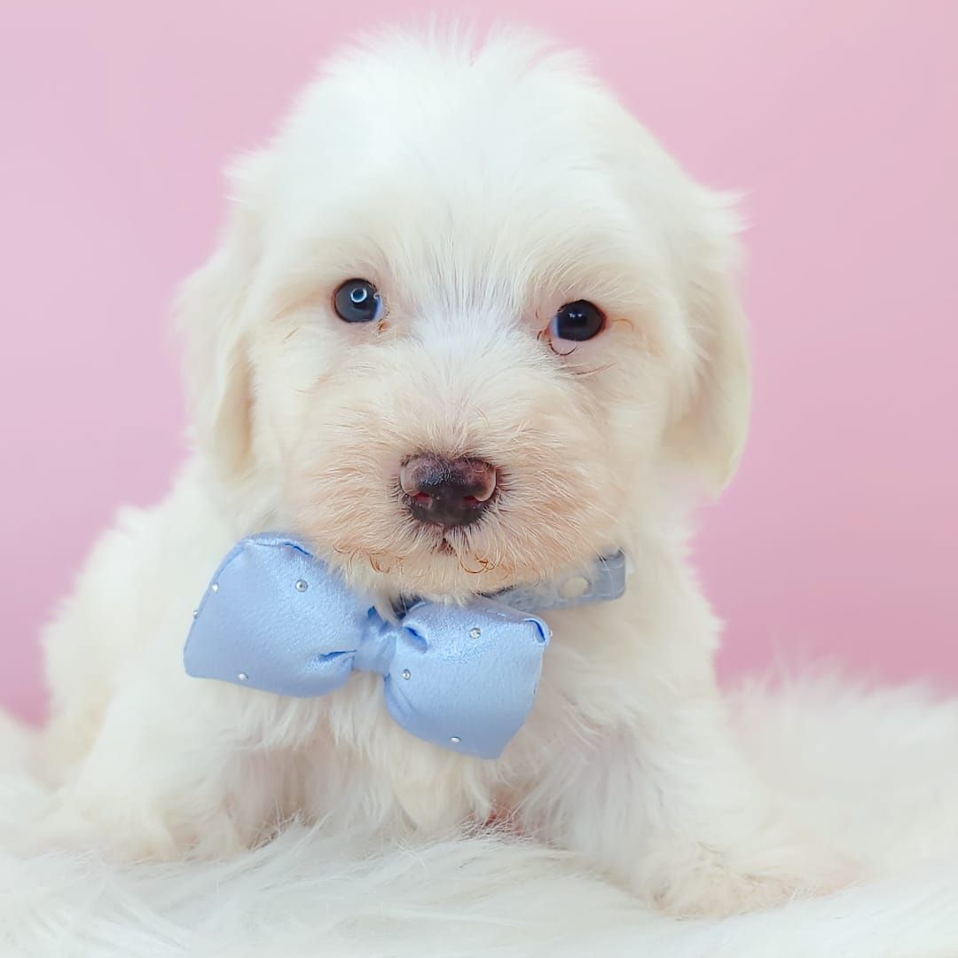 Maltipoo 马尔泰迪