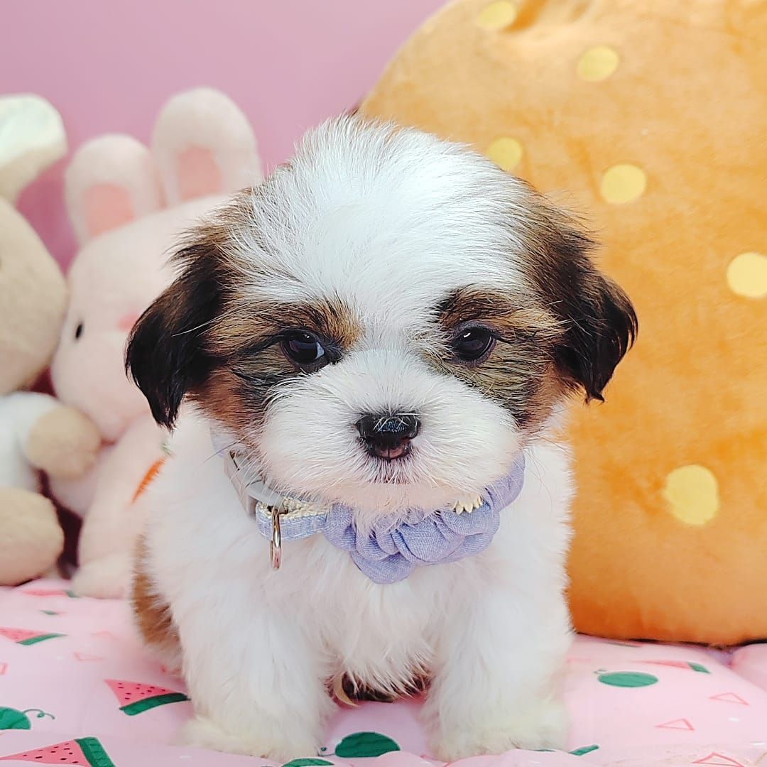 Shih Tzu 西施