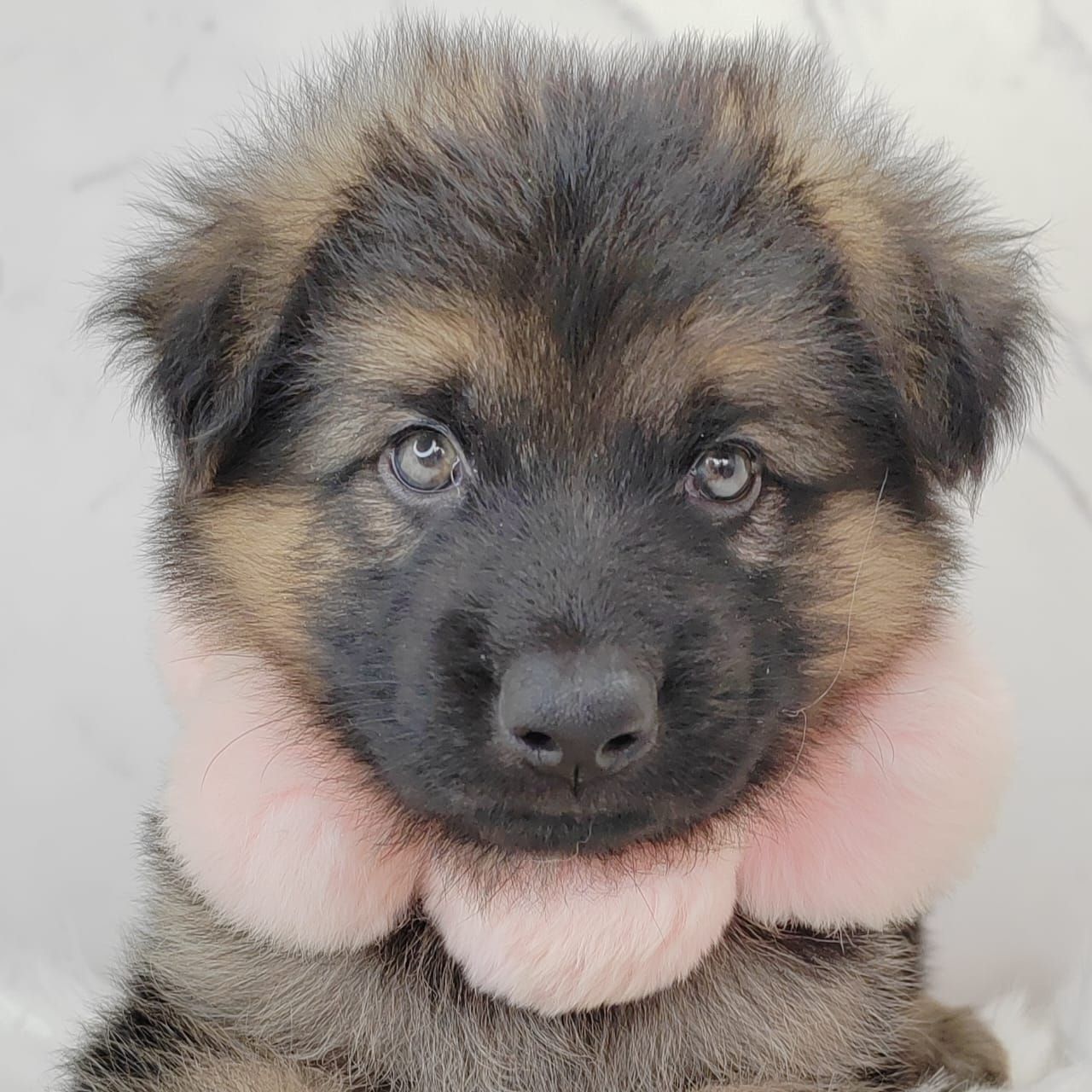 German Shepherd 德国牧羊犬