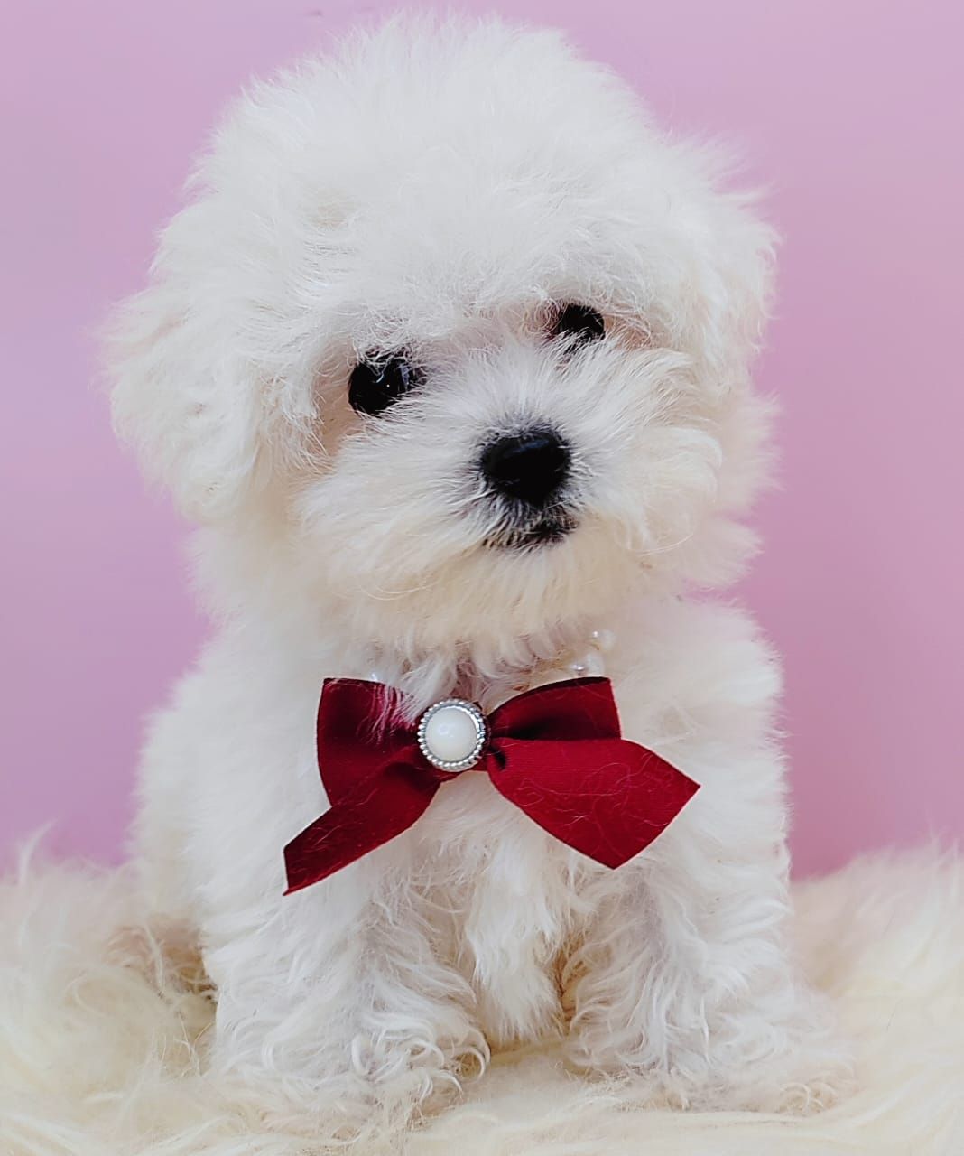 Bichon Frise 比熊