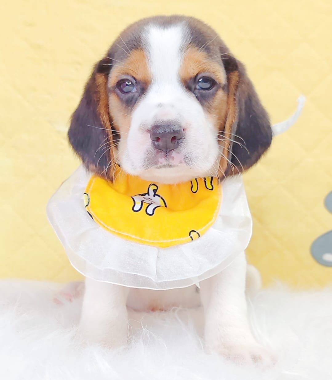 Beagle 米格鲁