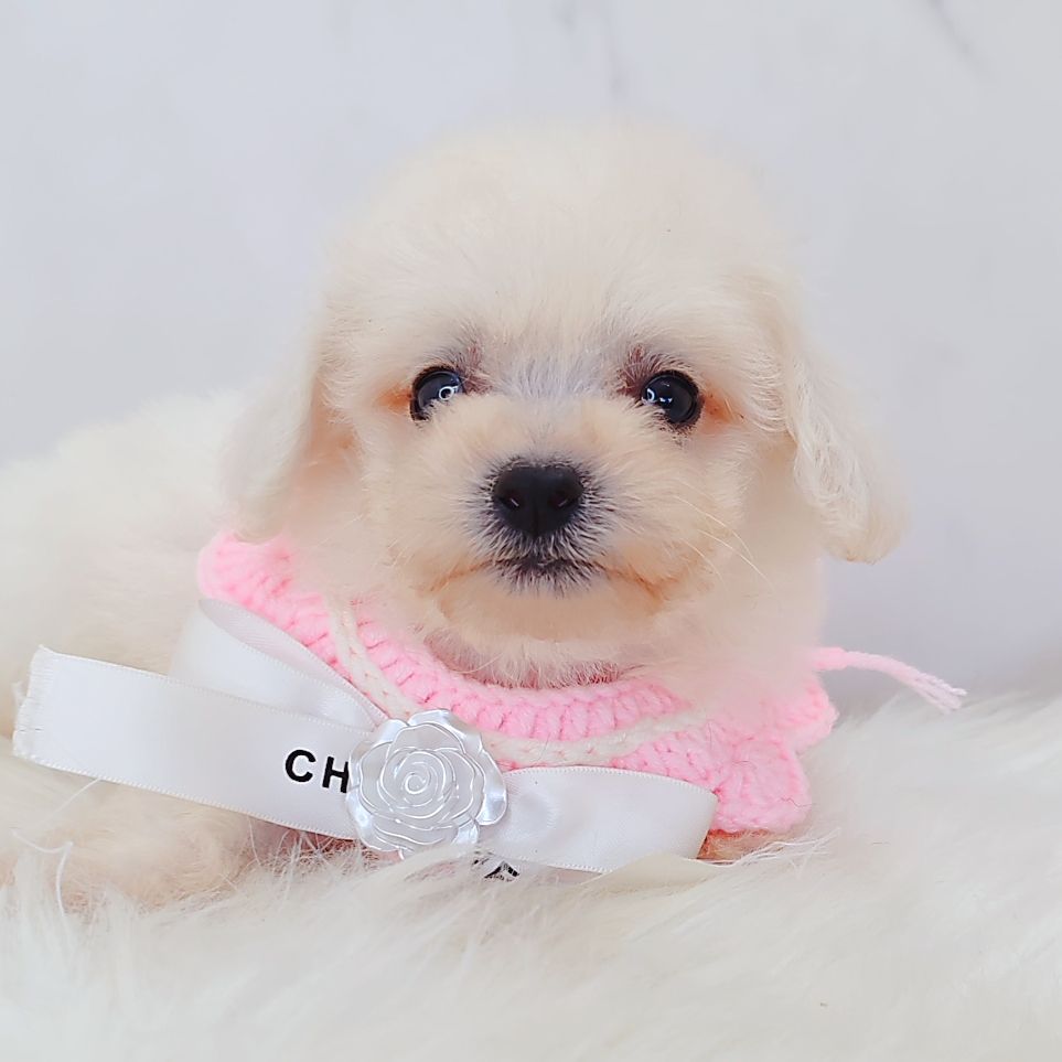 Bichon Frise 比熊