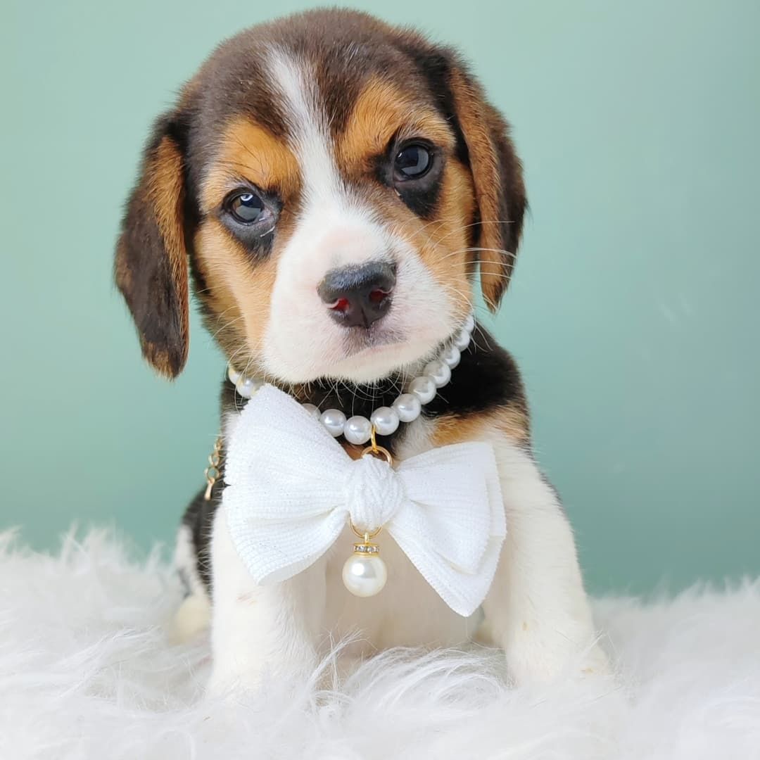 Beagle 米格鲁