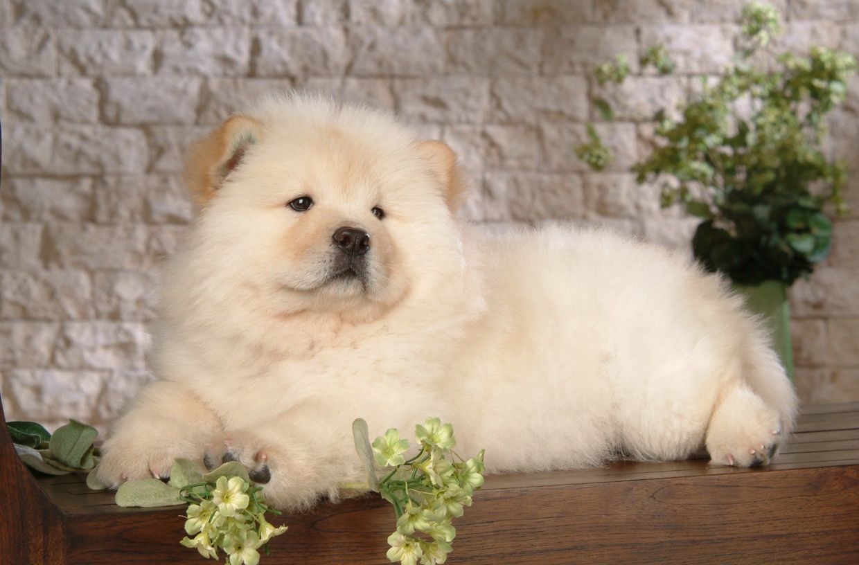 Chow Chow 松狮犬