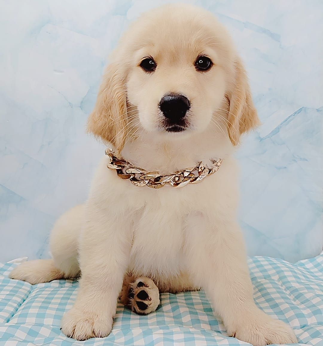 Golden Retriever 黄金猎犬