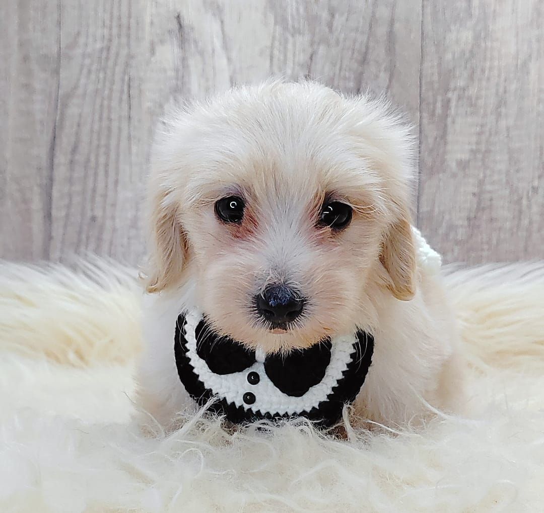 Maltipoo 马尔泰迪