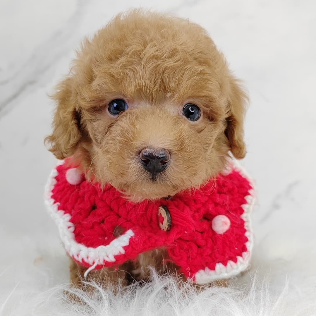 Poodle 娉拌开璐靛