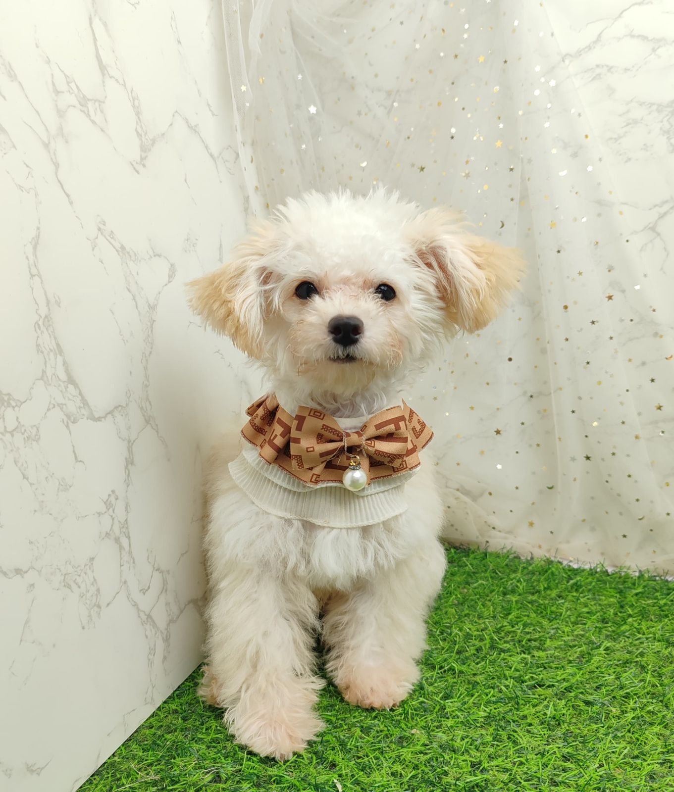 Poodle 娉拌开璐靛