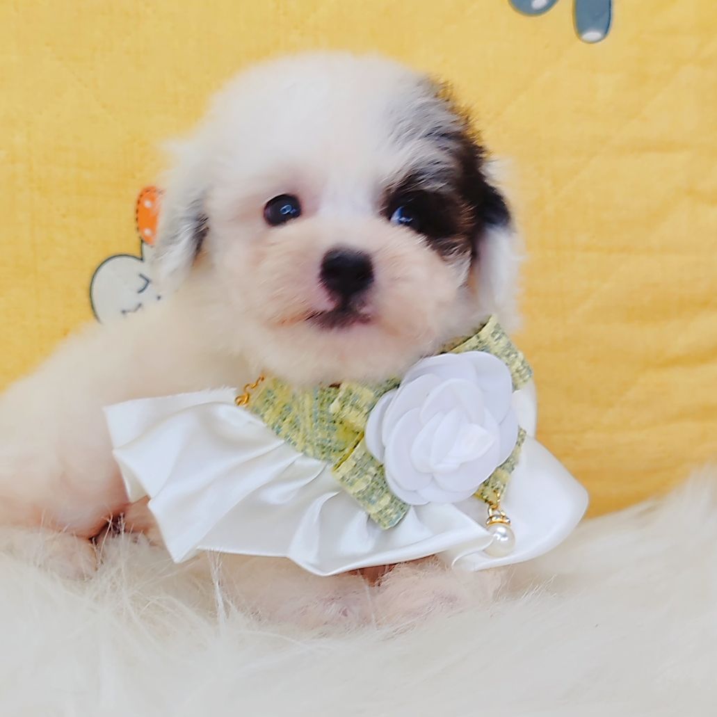 Poodle 娉拌开璐靛