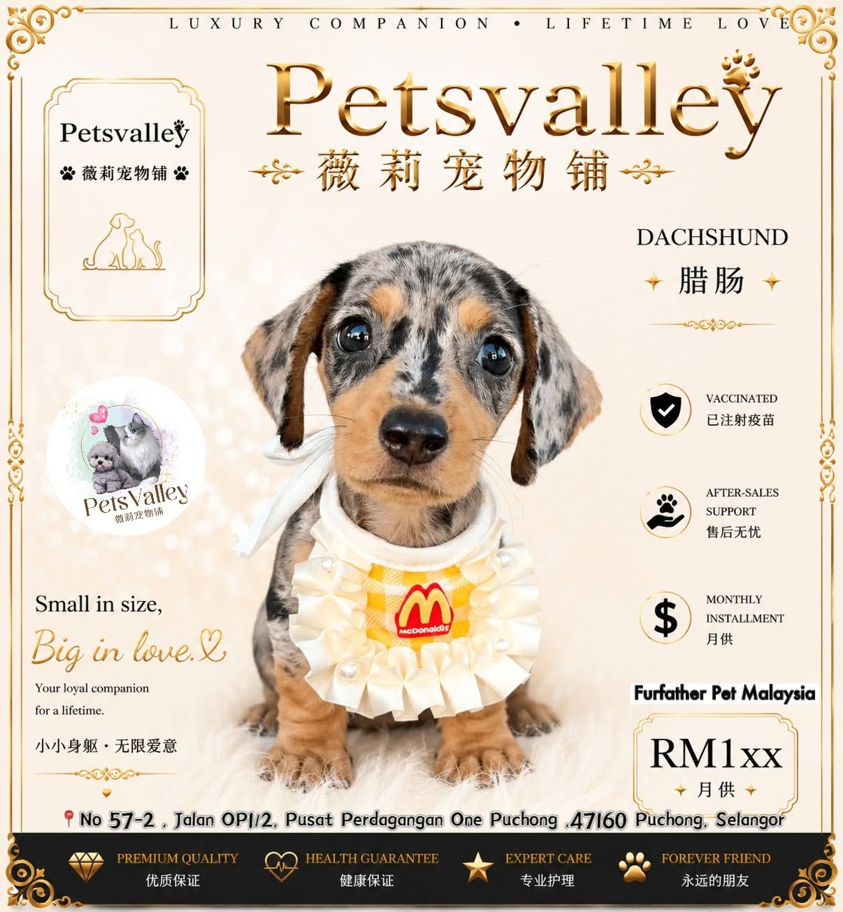 Dachshund 腊肠狗