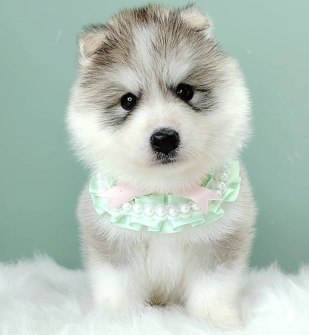 Wooly Husky 哈士奇