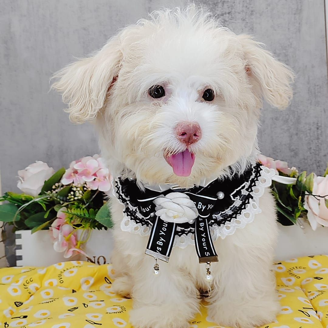 Maltipoo 马尔泰迪