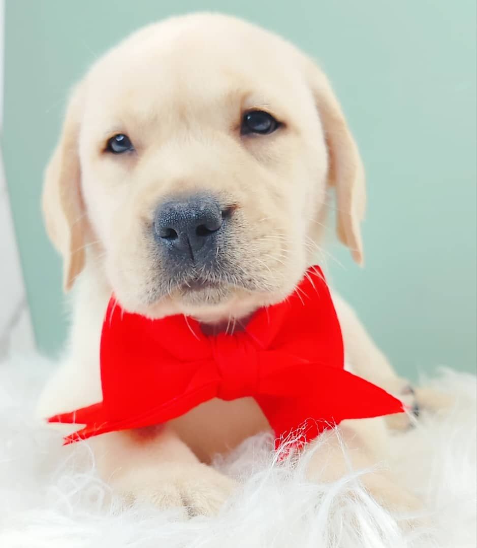 Labrador Retriever 拉布拉多