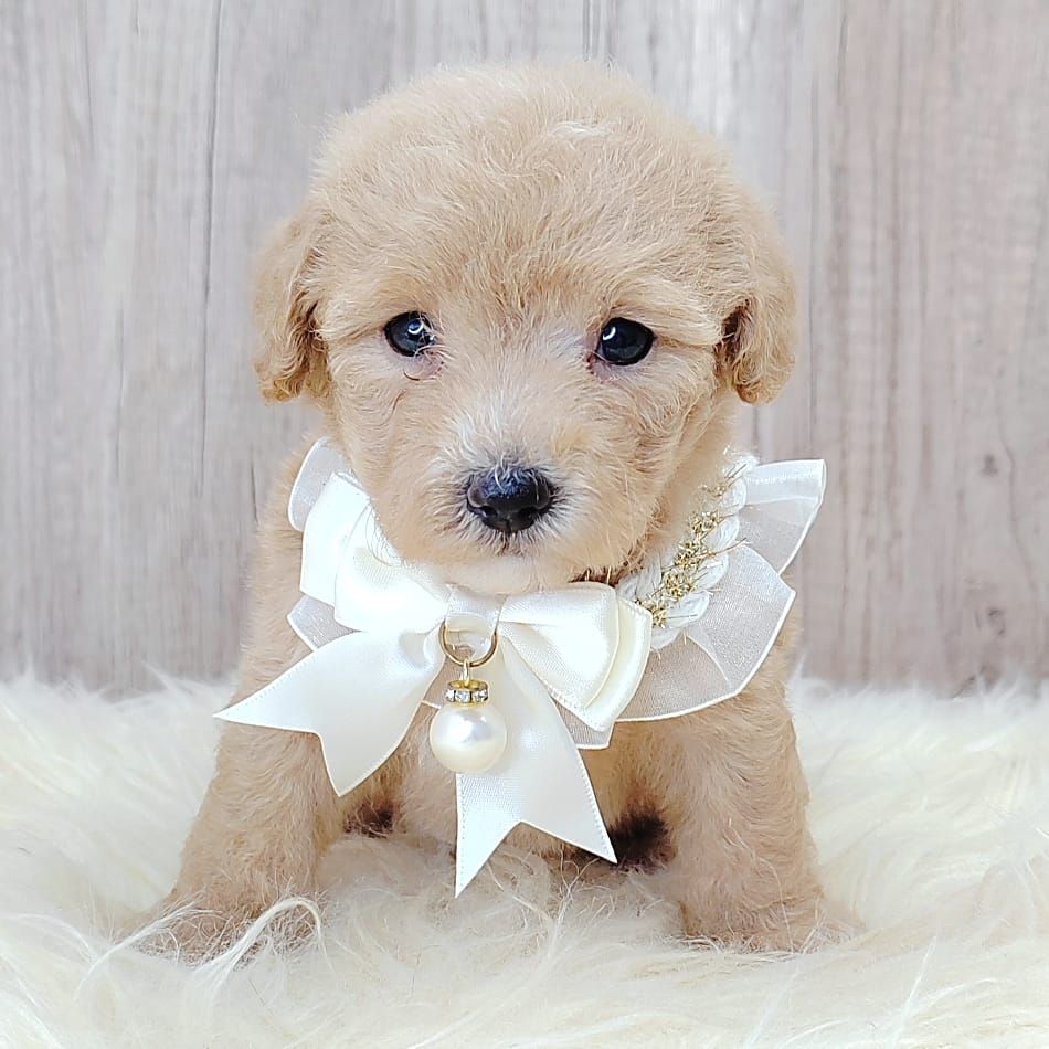 Poodle 娉拌开璐靛
