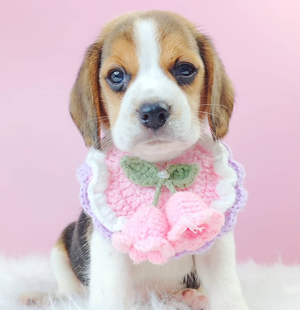 Beagle 米格鲁