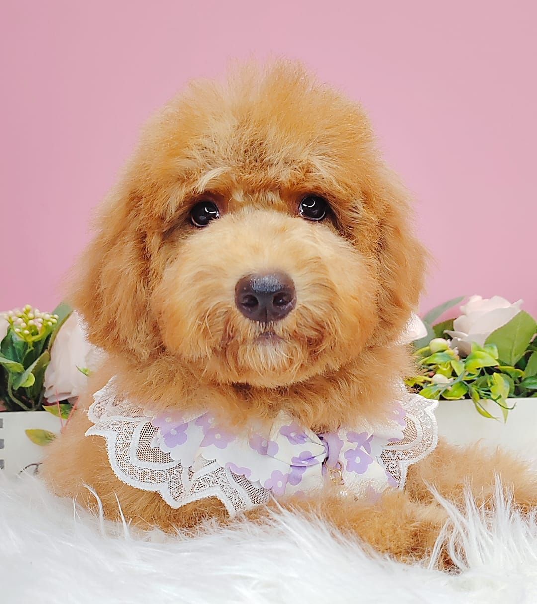 Poodle 娉拌开璐靛