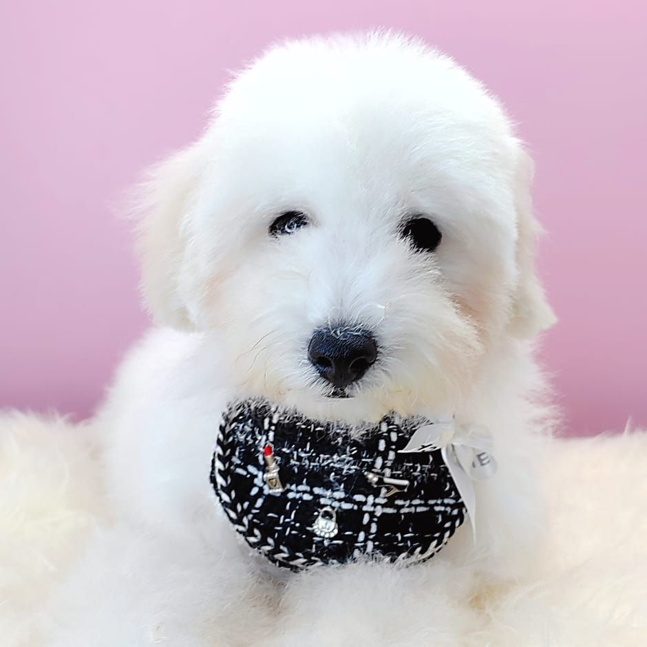 Poodle 娉拌开璐靛