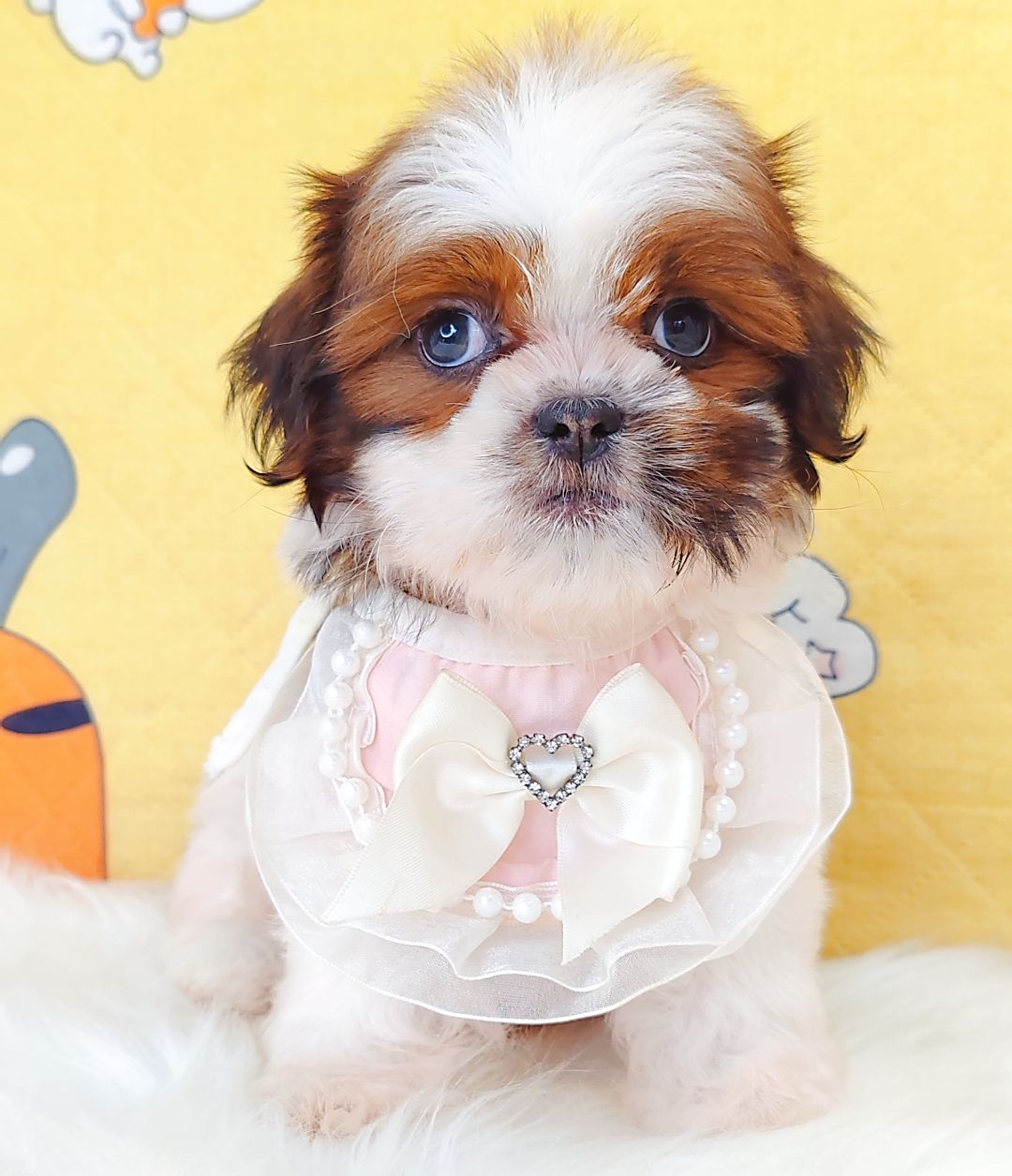 Shih Tzu 西施