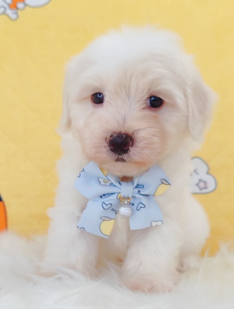 Maltipoo 马尔泰迪