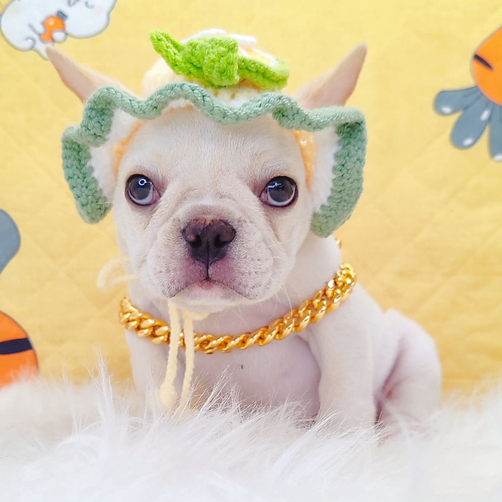 French Bulldog 法斗