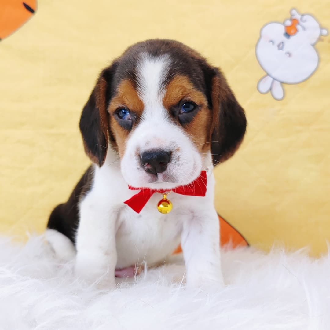 Beagle 米格鲁